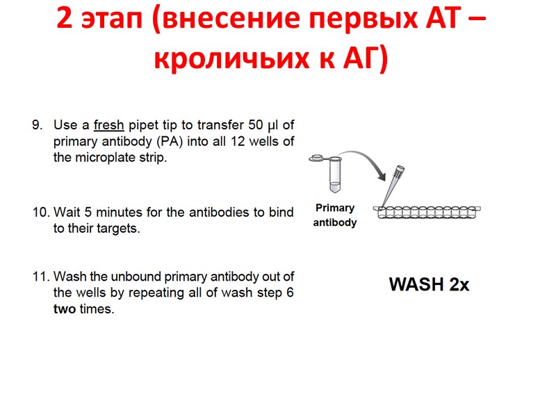 2 этап (внесение первых АТ –кроличьих к АГ)